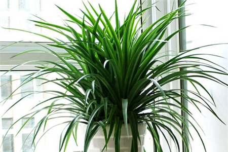 怎么放置绿色植物得当