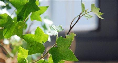 客厅适宜布置什么绿色植物