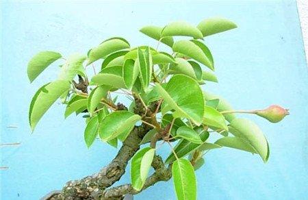 新装修的房子，摆放什么植物合适呢