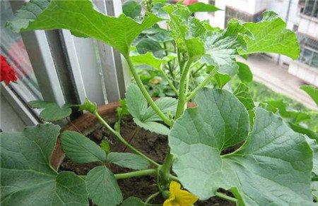 新装修的房子，摆放什么植物合适呢