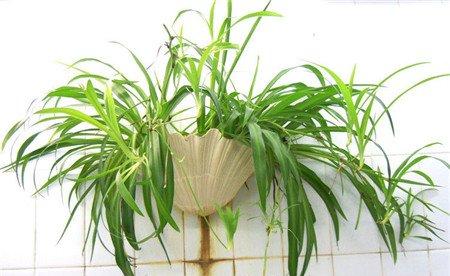 新装修的房子，摆放什么植物合适呢