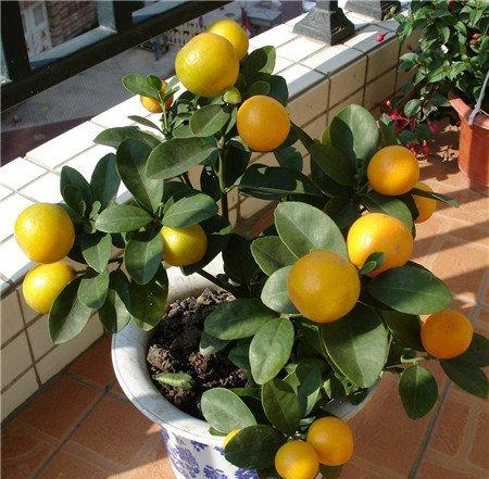 新装修的房子，摆放什么植物合适呢