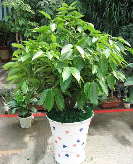 新装修的房子，摆放什么植物合适呢