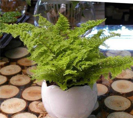 走廊、楼梯适宜布置什么绿色植物