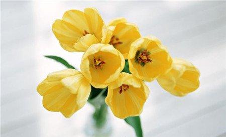 怎么注意绿色植物的颜色