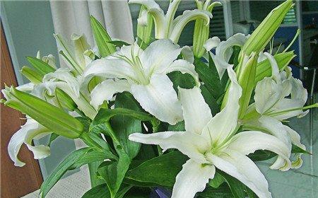 卧室适宜布置什么绿色植物