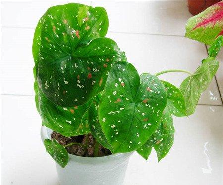 怎么根据季节来选择绿色植物