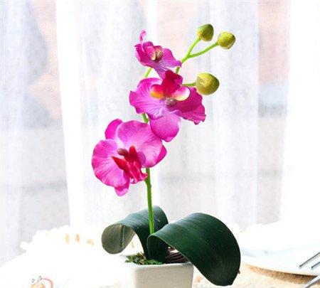 书房适宜布置什么绿色植物 书房适宜布置什么绿色植物