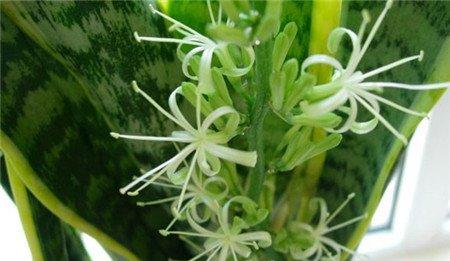 新装修的房子，摆放什么植物合适呢