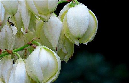 不同植物与何种家具搭配