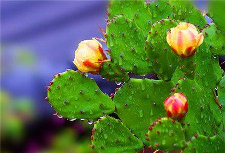 新装修的房子，摆放什么植物合适呢