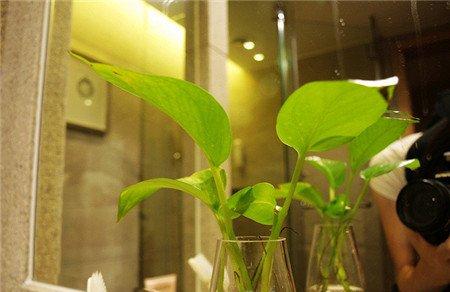 卫生间适宜布置什么绿色植物 卫生间适宜布置什么绿色植物