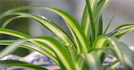 卧室适宜布置什么绿色植物