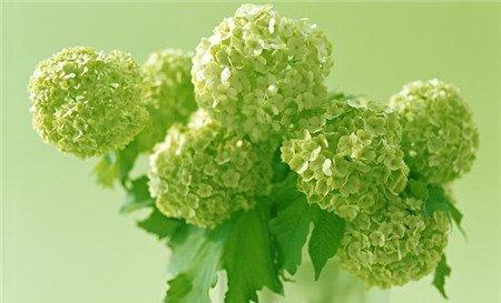 怎么注意绿色植物的颜色