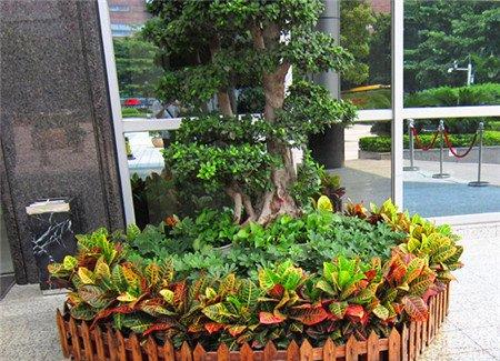 怎么合理配置绿色植物