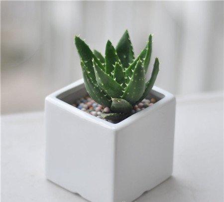 新装修的房子，摆放什么植物合适呢