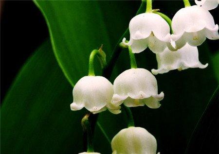 不同植物与何种家具搭配