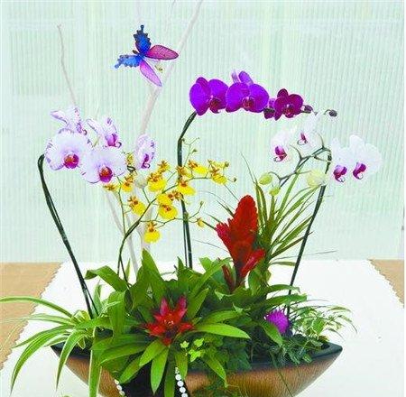 怎么合理配置绿色植物