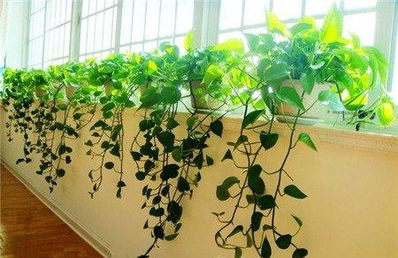 客厅适宜布置什么绿色植物