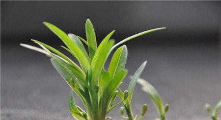 客厅适宜布置什么绿色植物