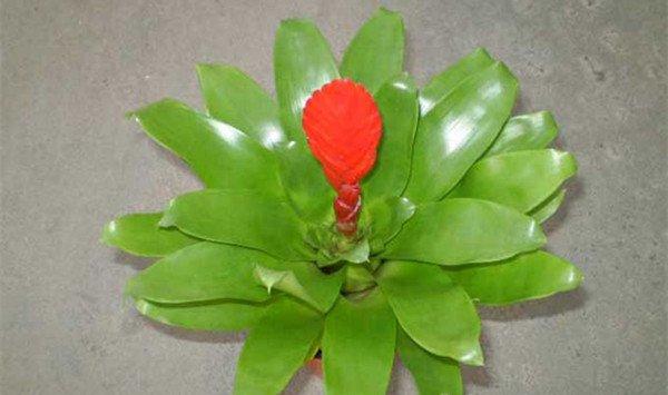 卡图红剑怎么养护 卡图红剑怎么养护