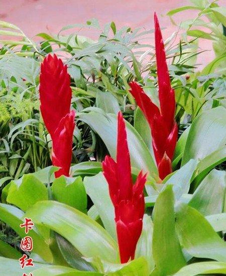 卡图红剑观赏价值