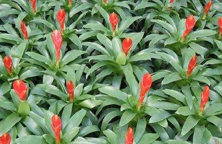 卡图红剑怎么养护 卡图红剑怎么养护