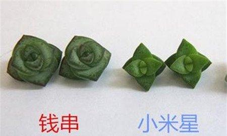 钱串与小米星