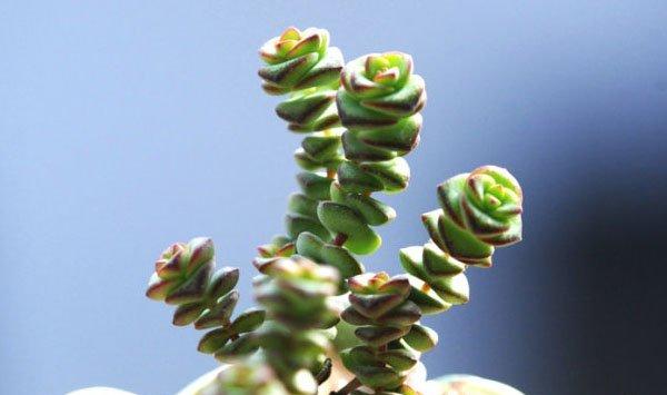 钱串和小米星有什么不同