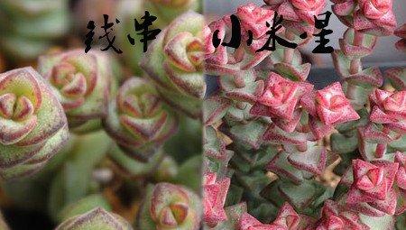 钱串与小米星的颜色区别