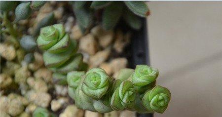 钱串施肥方法
