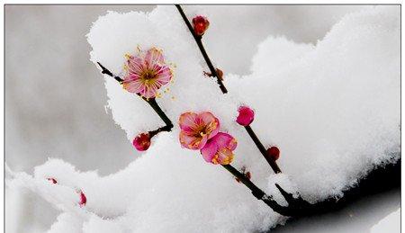 花浇雪水,既大又美。 花浇雪水,既大又美。