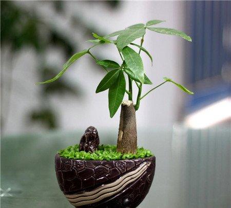 发财树的摆放禁忌 发财树的摆放禁忌