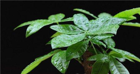 发财树的摆放风水 发财树的摆放风水