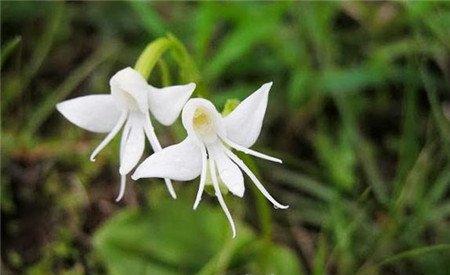 天使兰花