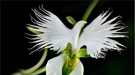 白鹭兰花