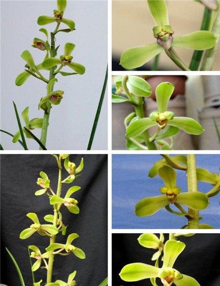 荣梅 