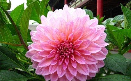 大丽花花图赏 大丽花花图赏