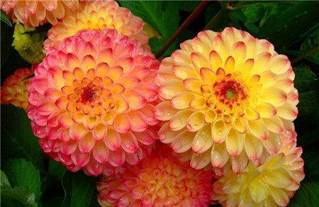 大丽花图片赏析 大丽花图片赏析