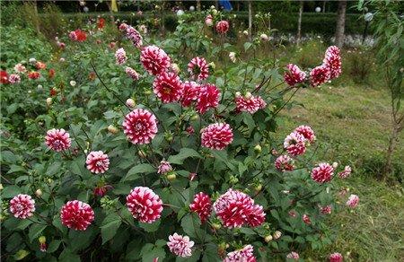 大丽花美图赏析 大丽花美图赏析