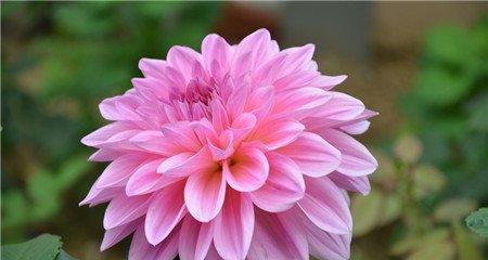 大丽花花图赏析 大丽花花图赏析