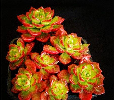 密叶莲的养殖方法 密叶莲的养殖方法