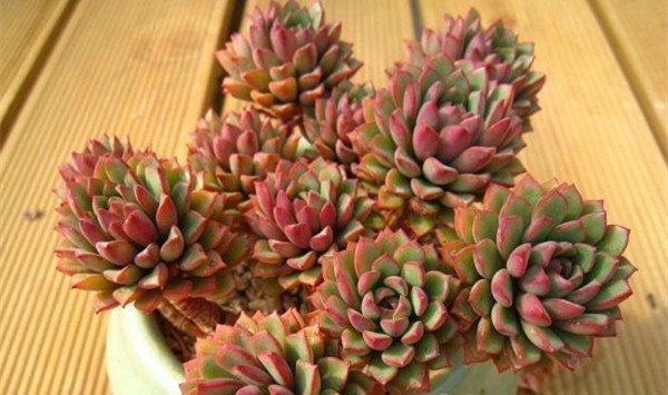 密叶莲的养护和繁殖方法 密叶莲的养护和繁殖方法