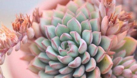 密叶莲的养殖方法 密叶莲的养殖方法