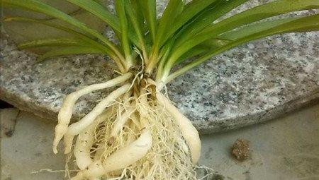 根部处理 根部处理