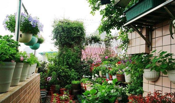 封闭阳台种花大观