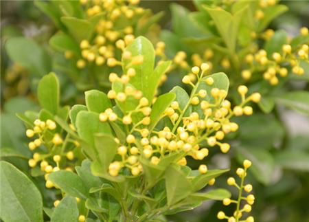 米兰，天天开花天天香