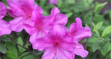 另类增湿——为阳台杜鹃保驾护航