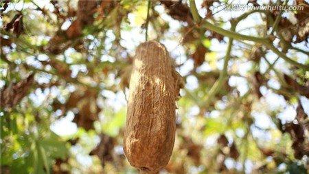 老丝瓜 助你叶翠花靓