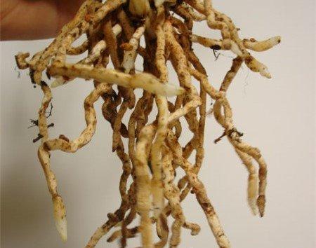 分段截根老树新生